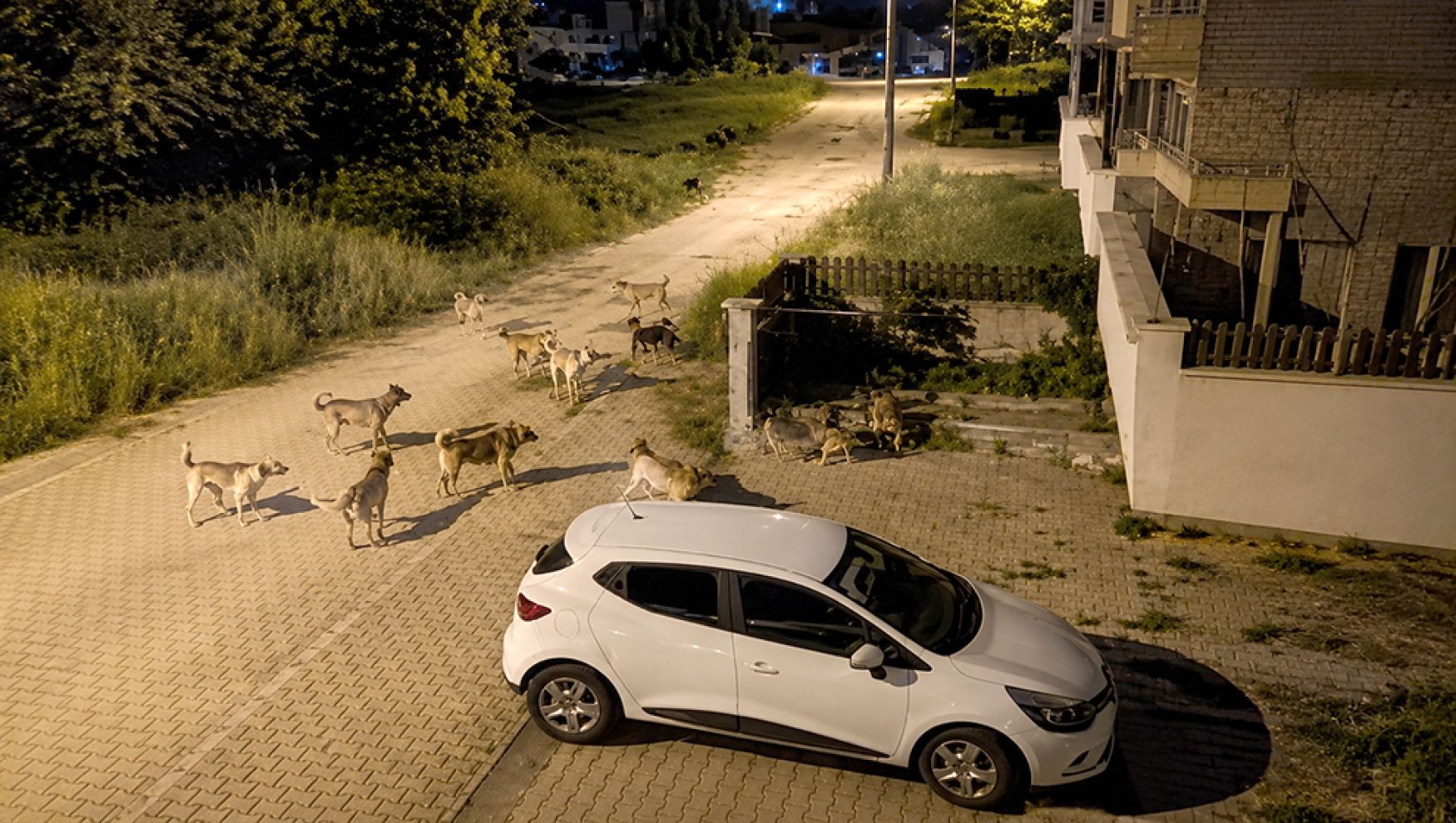 Kılıçarslan Mahallesi'nde başıboş köpek alarmı