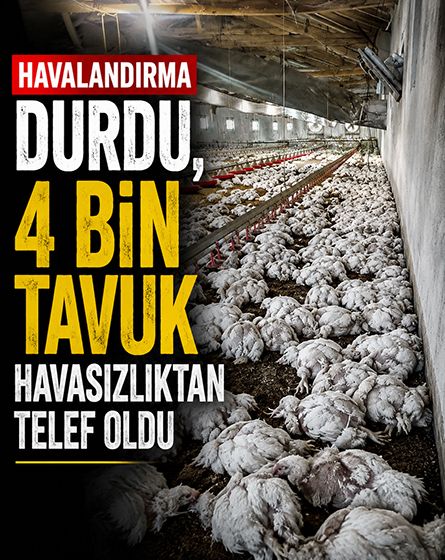 Mudurnu'da büyük zarar! 4 bin tavuk telef oldu