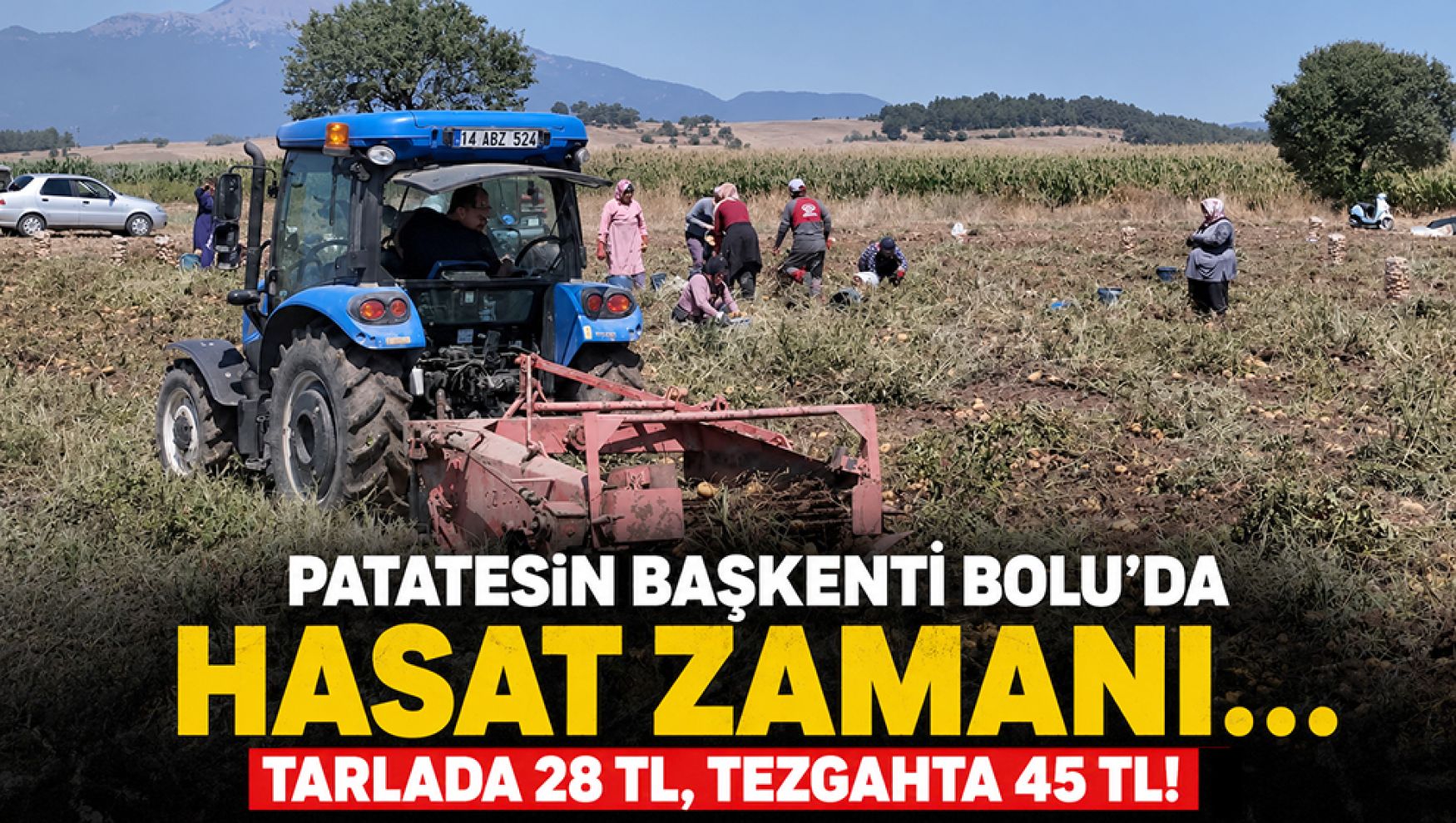 Bolu'da patates sökümü başladı: Tarlada 28 TL, tezgahta 45 TL!