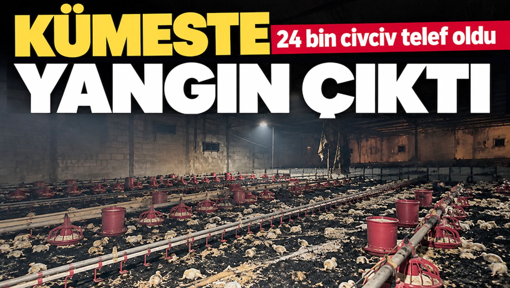 Göynük'te kümeste yangın: 24 bin civciv telef oldu