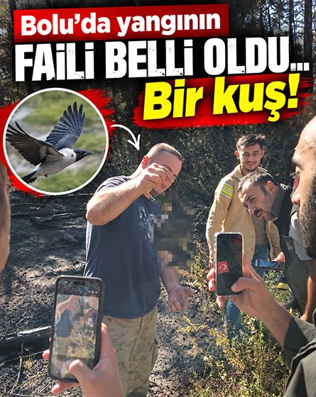 Bolu'da yangının nedeni şaşırttı: Elektrik hattına konan kuş alevlere neden oldu