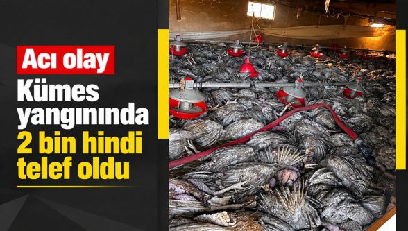 Mudurnu'da kümes yangını: 2 bin hindi telef oldu