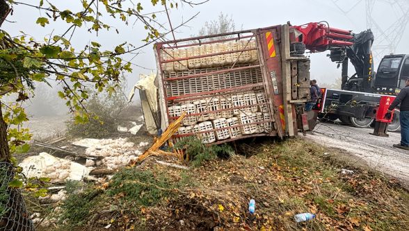 Bolu-Seben yolunda tavuk yüklü kamyon devrildi: 4 yaralı, onlarca tavuk telef oldu