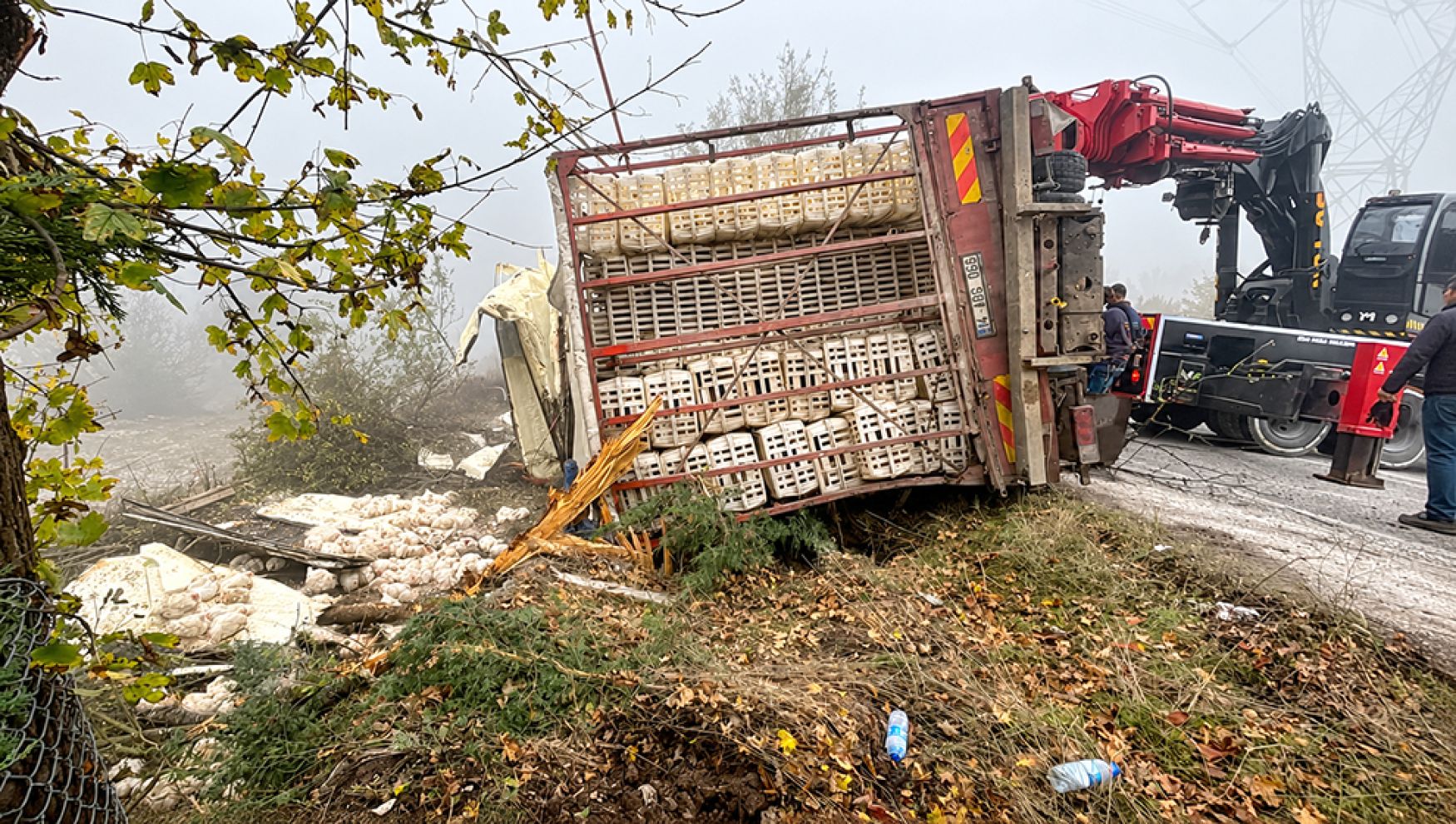 Bolu-Seben yolunda tavuk yüklü kamyon devrildi: 4 yaralı, onlarca tavuk telef oldu