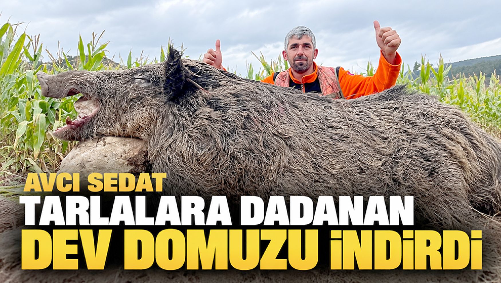 Mudurnu'da tarlalara zarar veren yaban domuzu avcı tarafından vuruldu